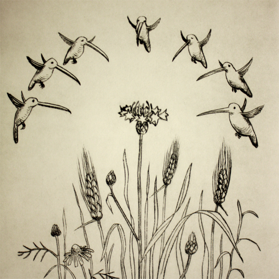 Kornblume mit Kolibris 18/20, Kaltnadelradierung, 20 x 20 cm auf ca. 26 x 39 cm Büttenpapier, 90 €